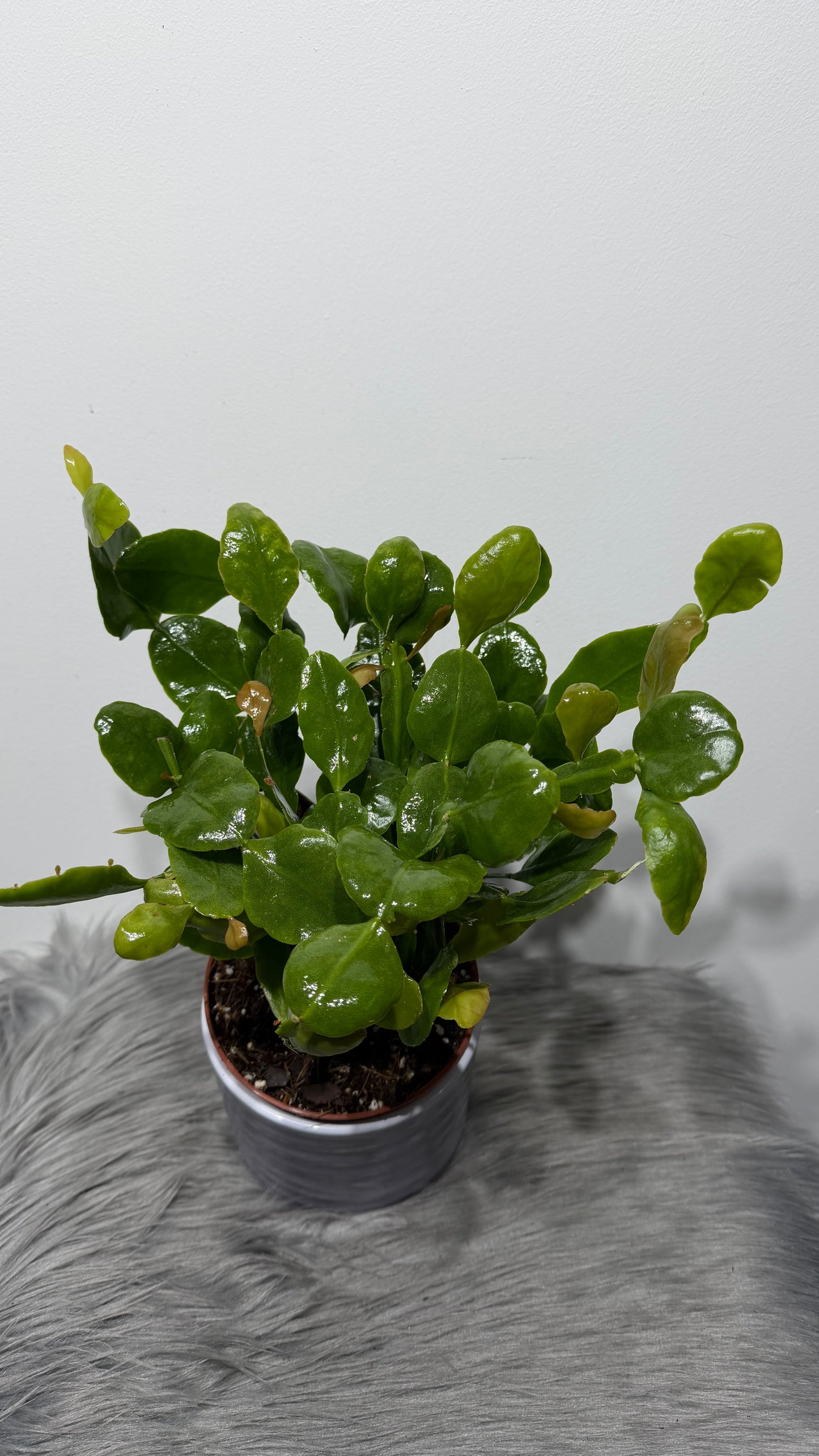 Rhipsalis Crispata Amstel