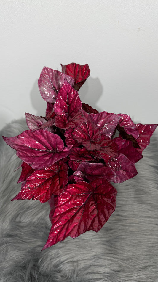 Begonia Beleaf 4