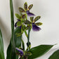 Zygopetalum Louisendorf