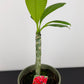 Plumeria Rubra Hawaiian
