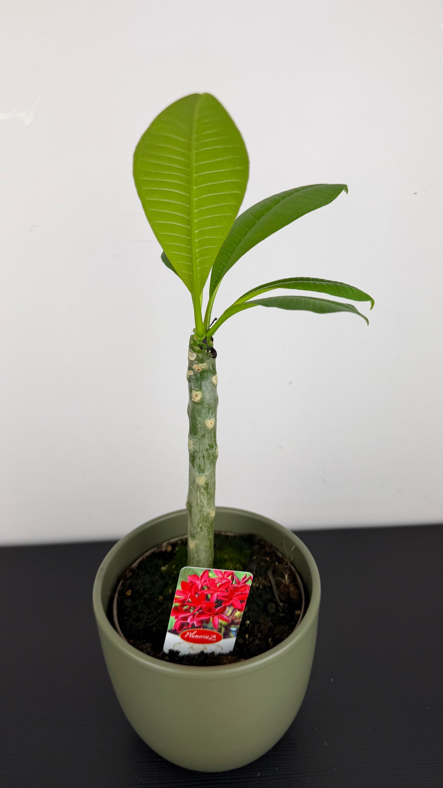 Plumeria Rubra Hawaiian