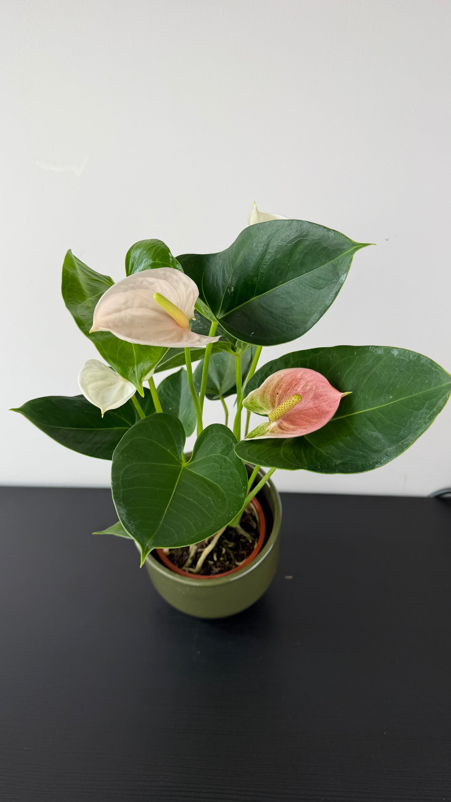 Anthurium Pink