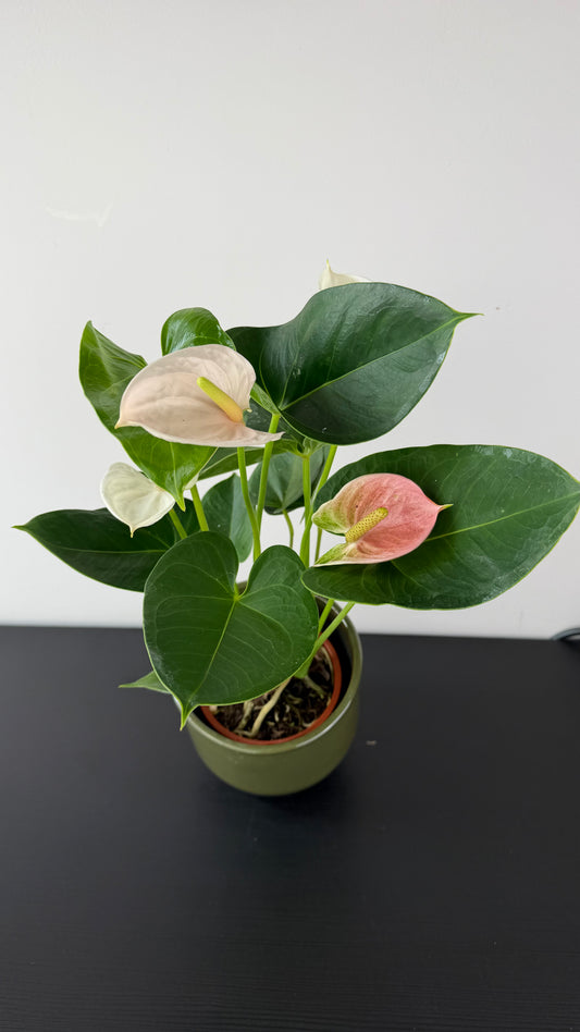 Anthurium Pink