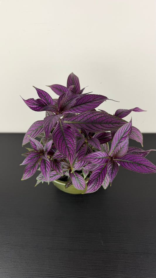 Strobilanthes