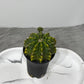 Gymnocalycium Spineless