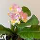 Streptocarpus 2