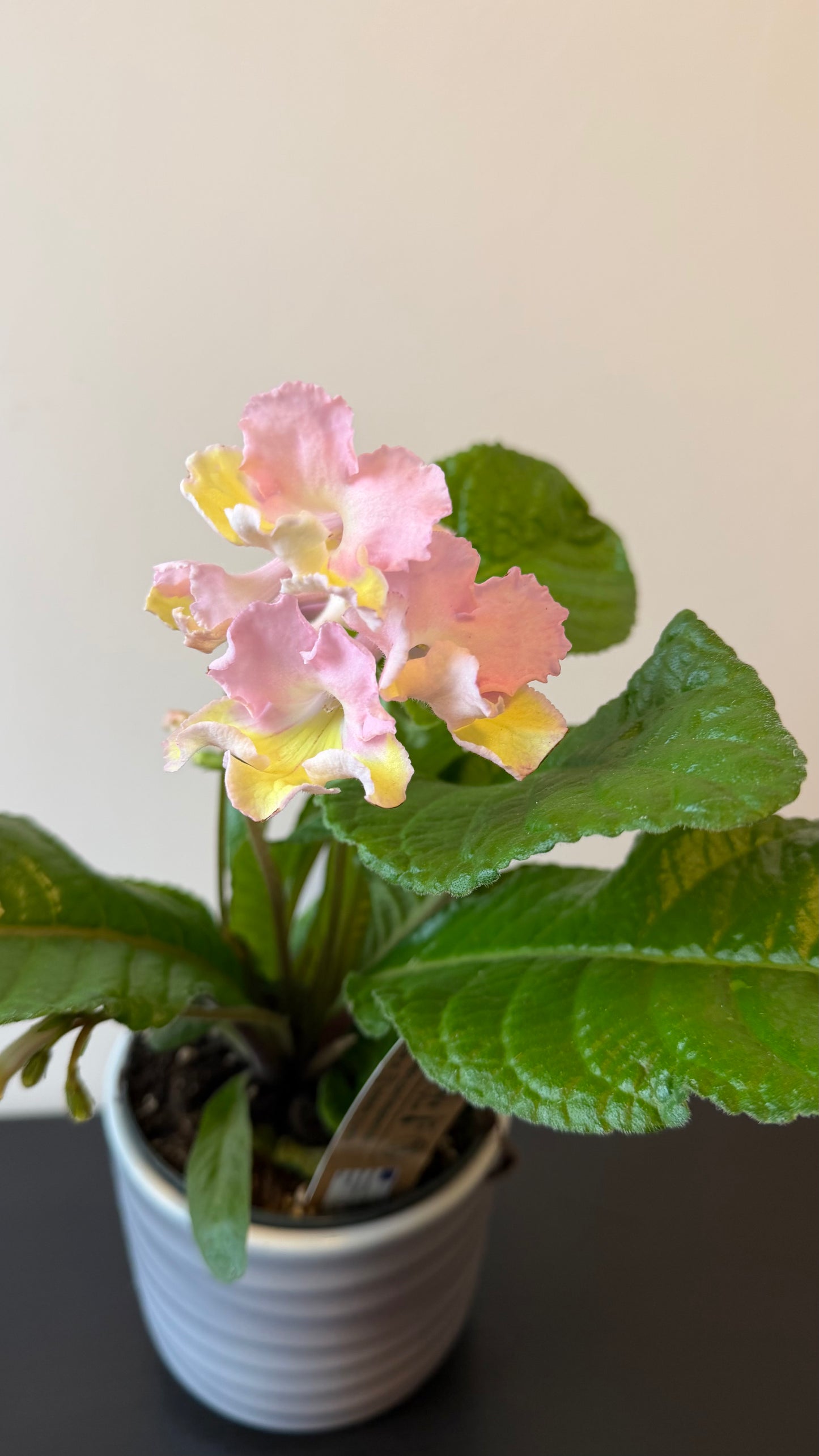 Streptocarpus 2