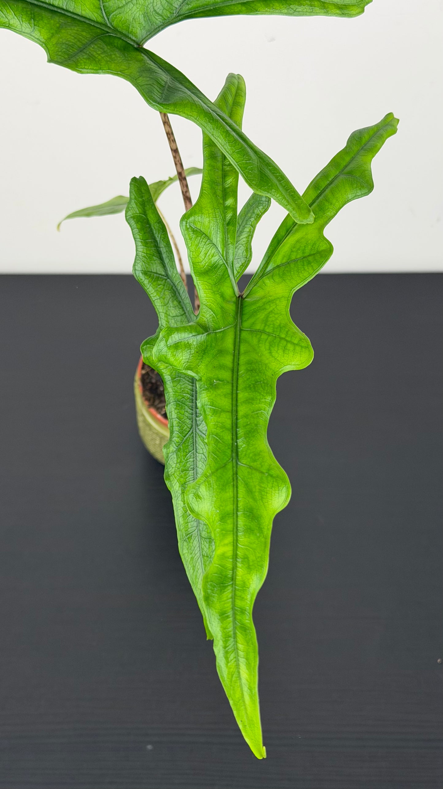 Alocasia sabrina narrow