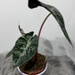 Alocasia Pink Dragon