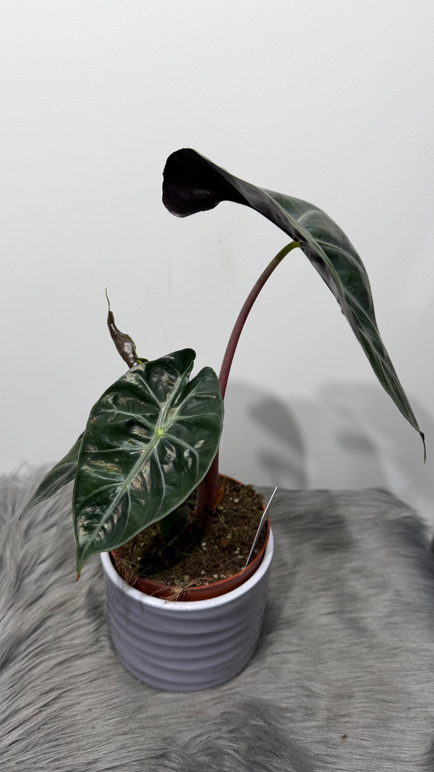 Alocasia Pink Dragon