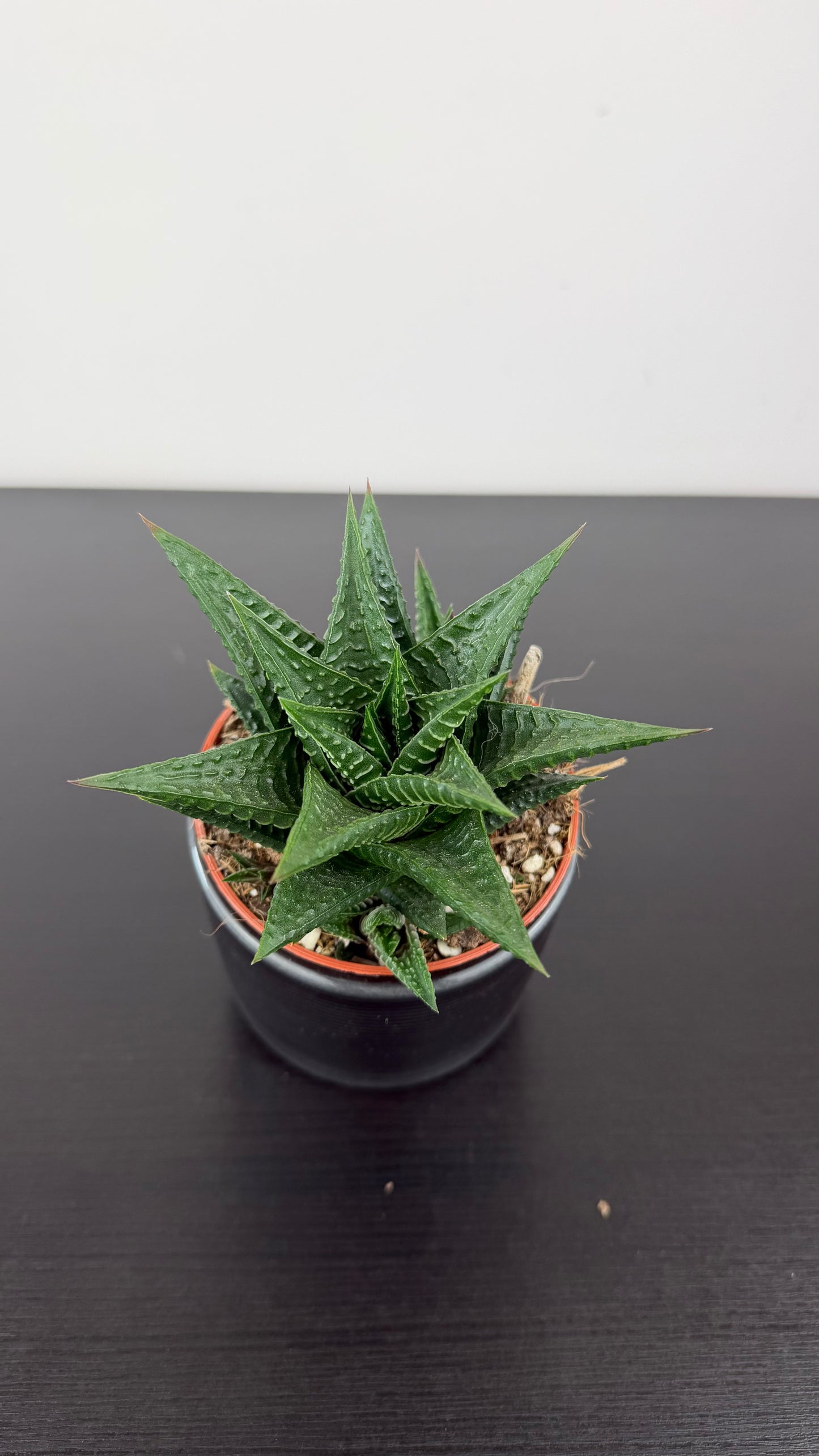 Haworthia limifolia