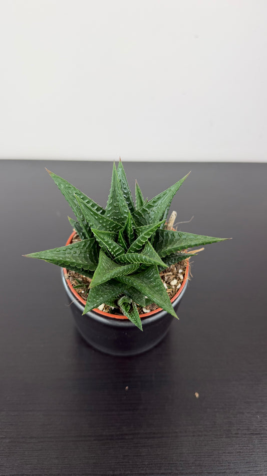 Haworthia limifolia
