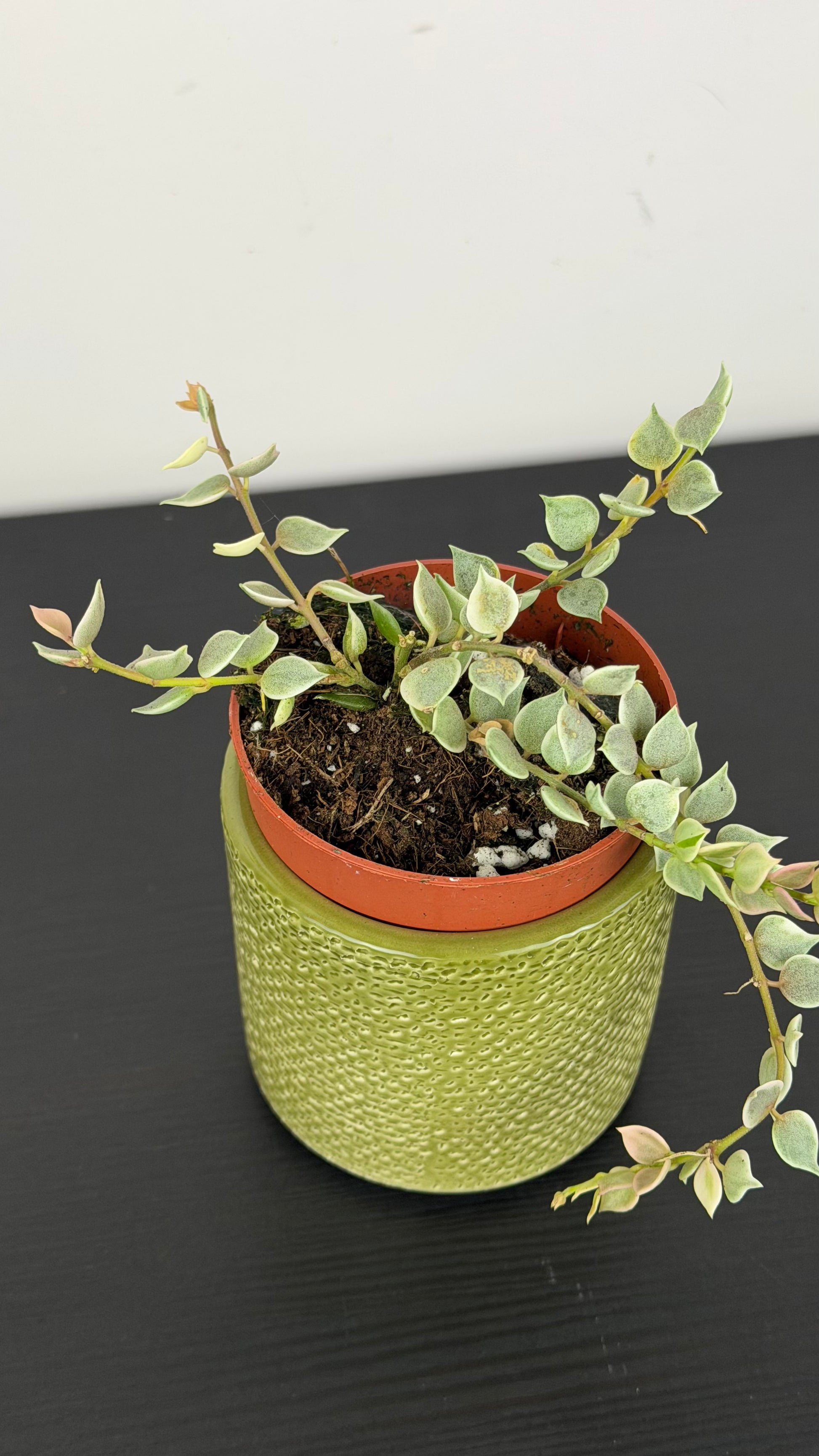Dischidia ruscifolia Variegata – www.augi-plants.lv