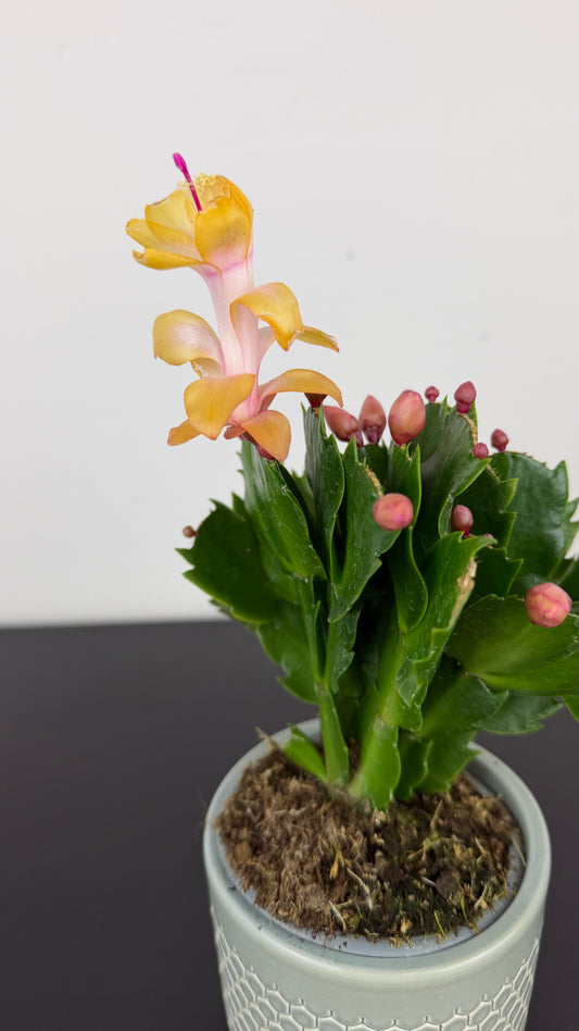 Schlumbergera Yellow / Orange