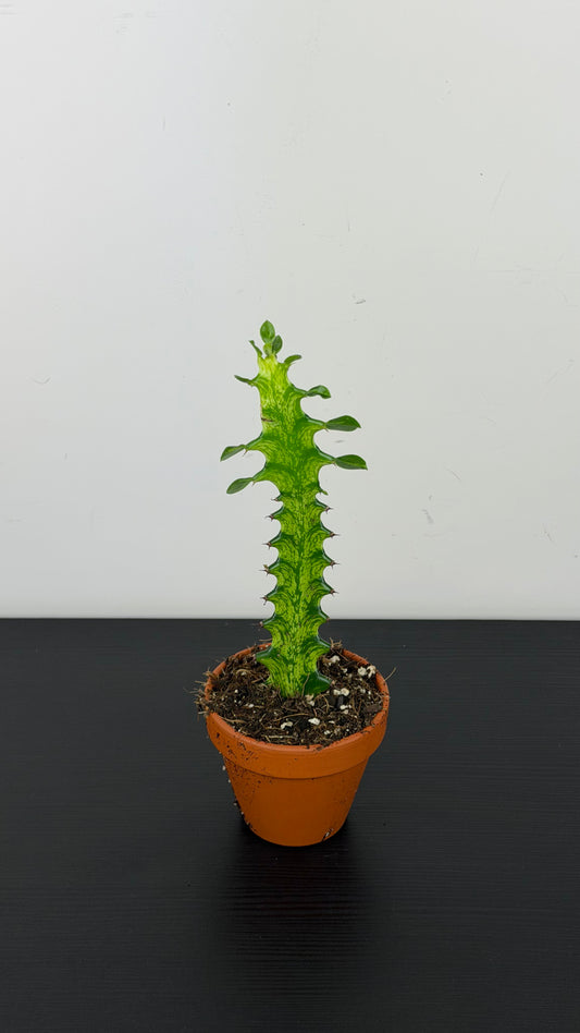 Euphorbia lactea Variegata