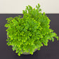 Selaginella Martensii Jori