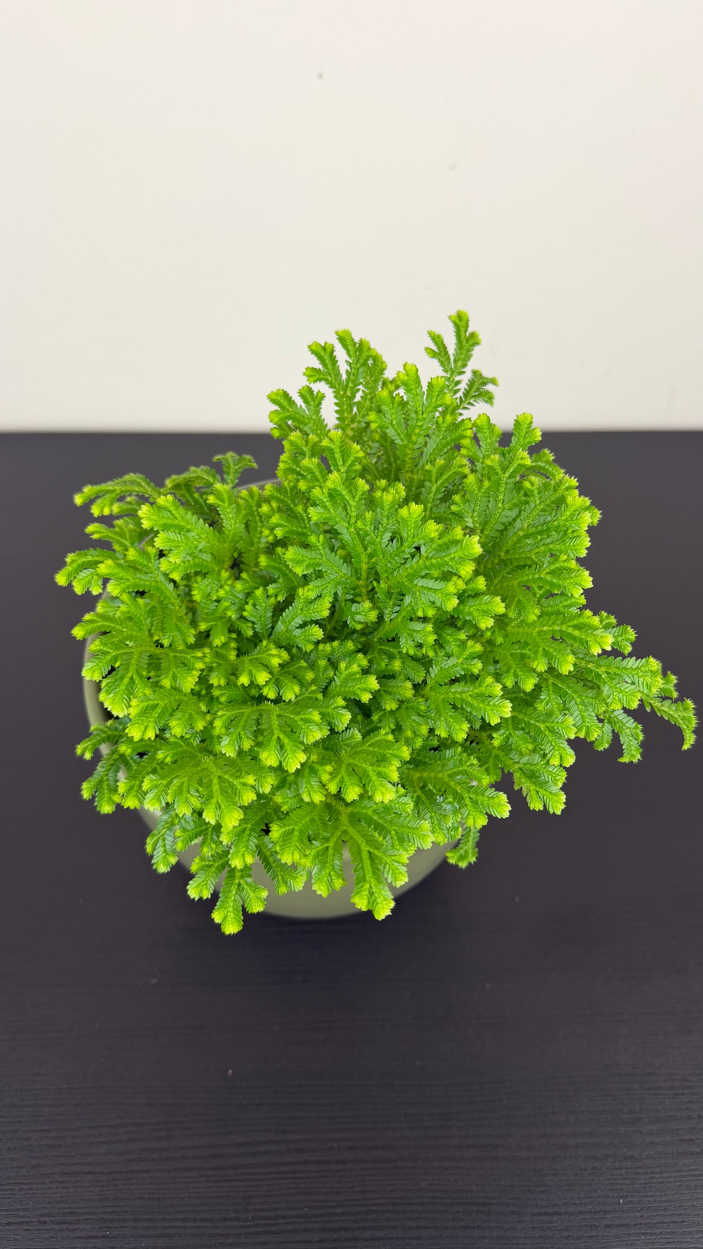 Selaginella Martensii Jori
