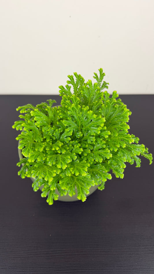 Selaginella Martensii Jori