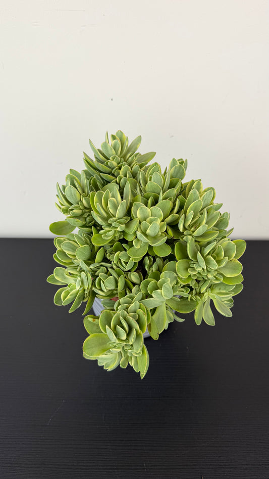 Crassula Swaziensis Variegata