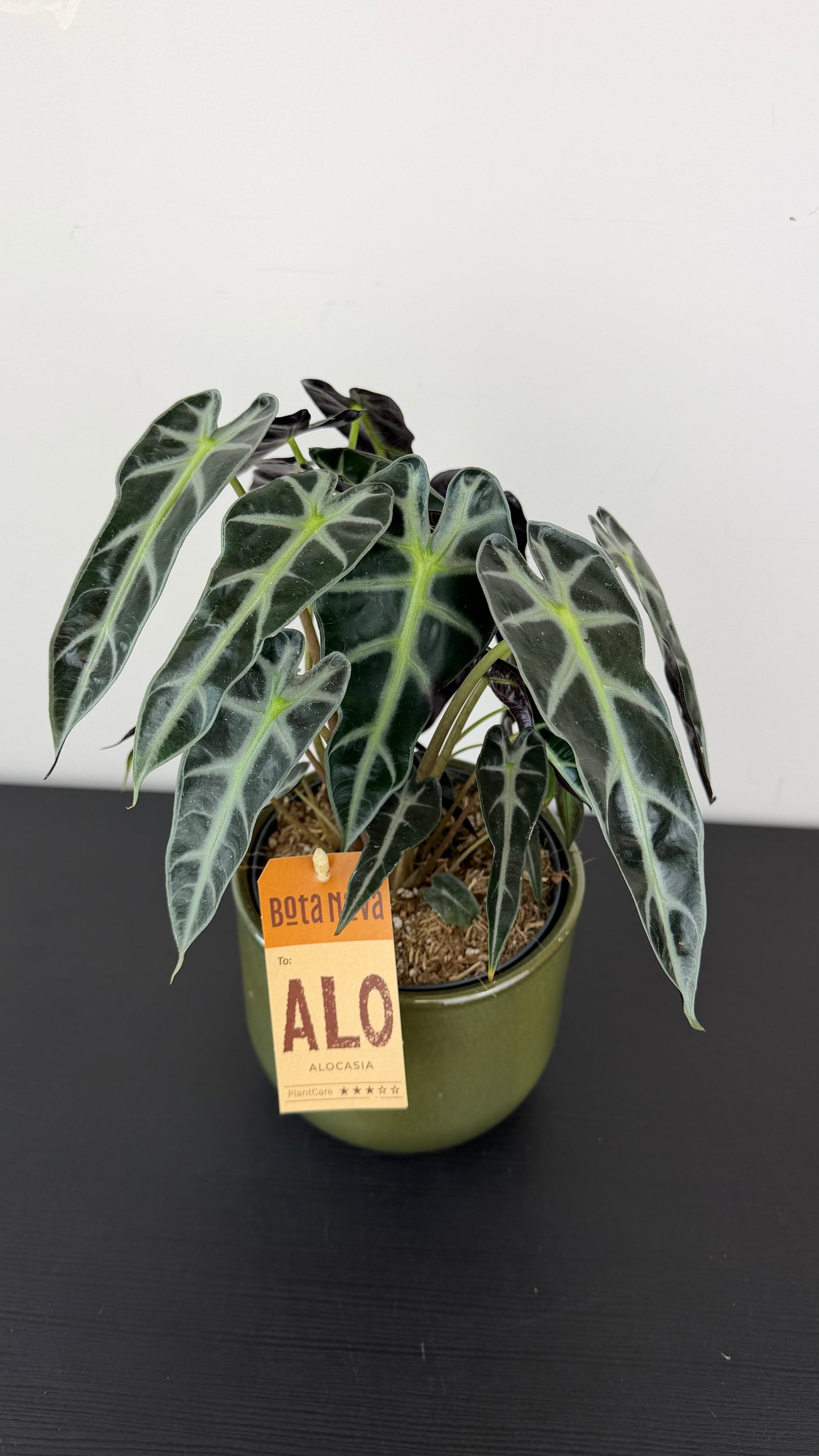 Alocasia Bambino Arrow