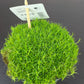 Sagina subulata 3