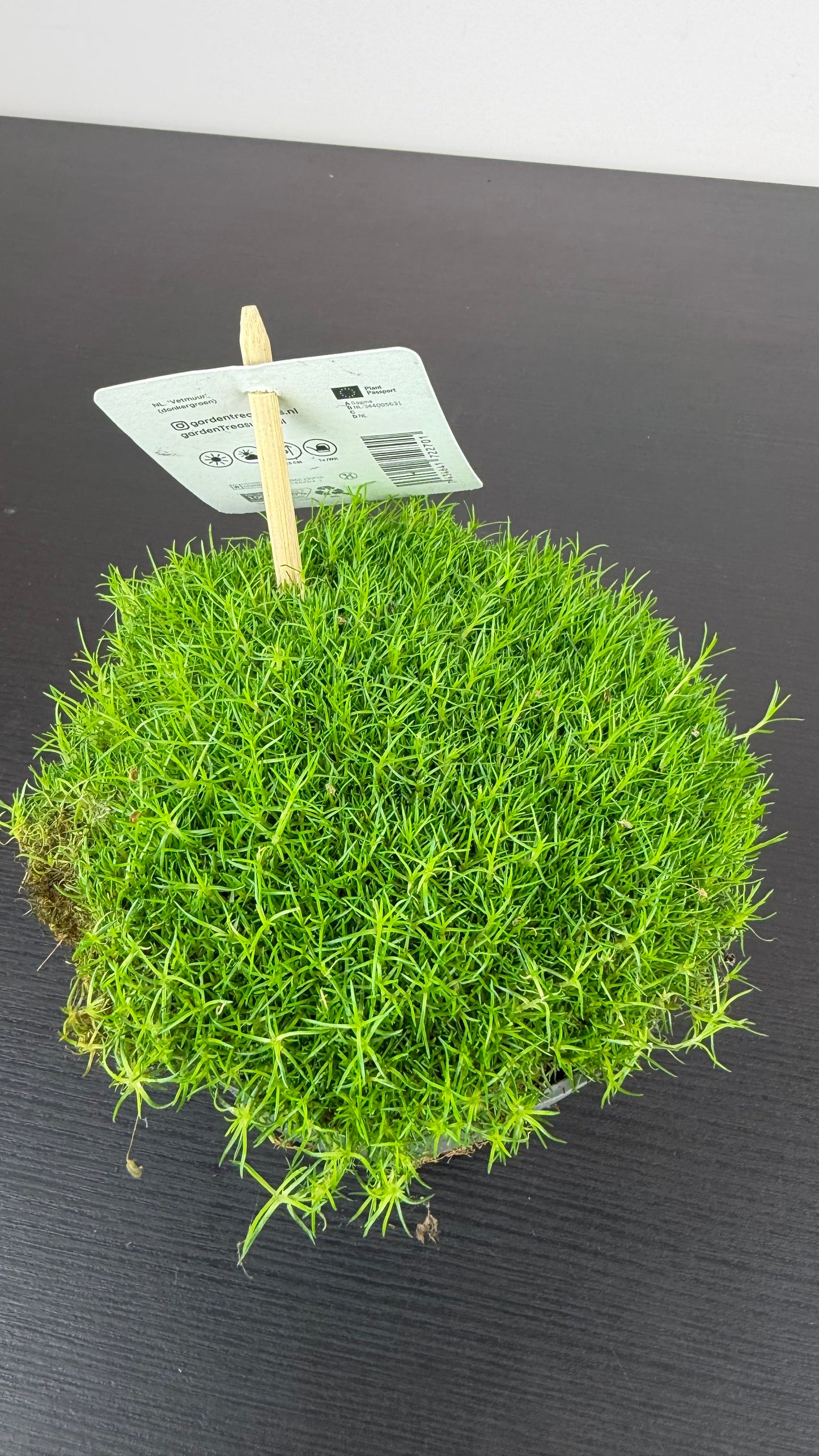 Sagina subulata 3
