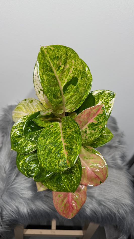 Aglaonema 9