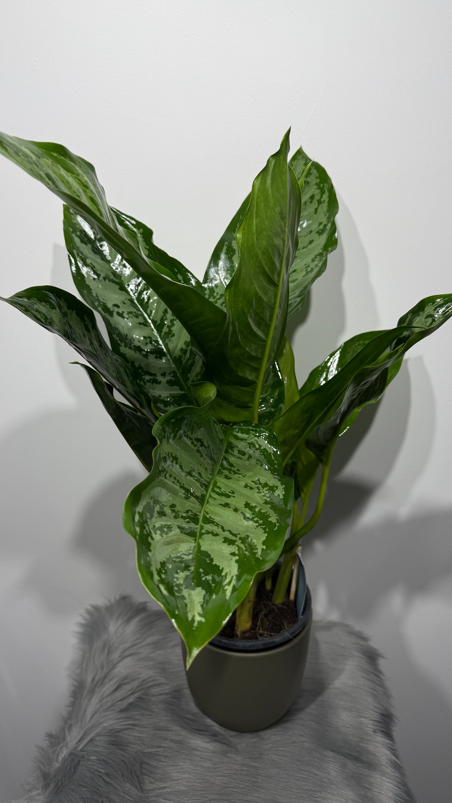 Aglaonema Chantal