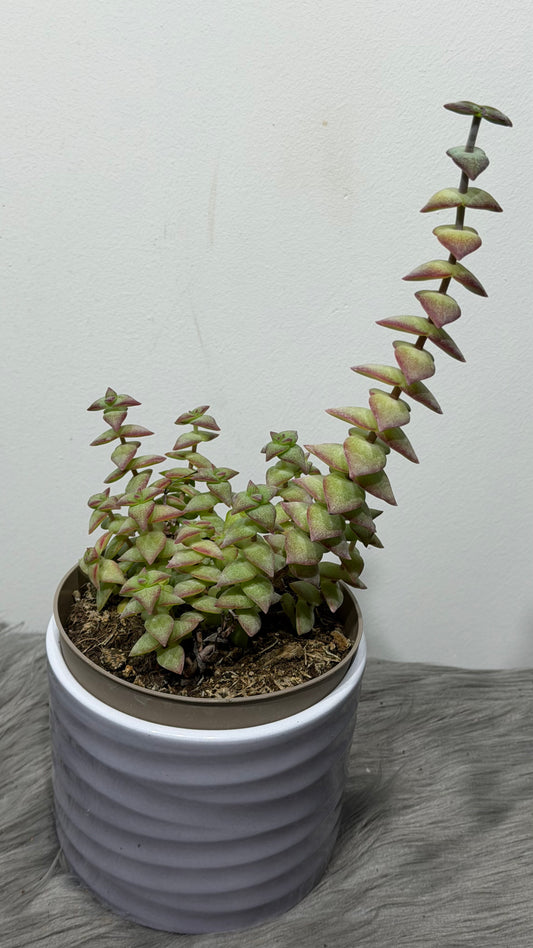 Crassula 5