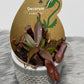 Nepenthes Rebecca Soper