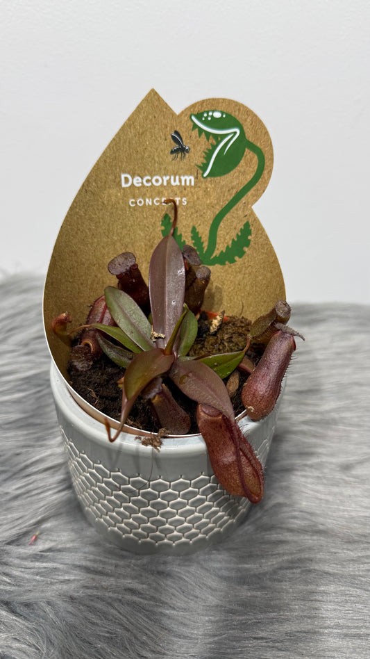 Nepenthes Rebecca Soper