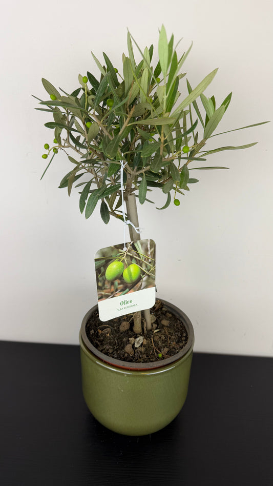 Olea Europaea
