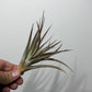 Tillandsia Air plant 2