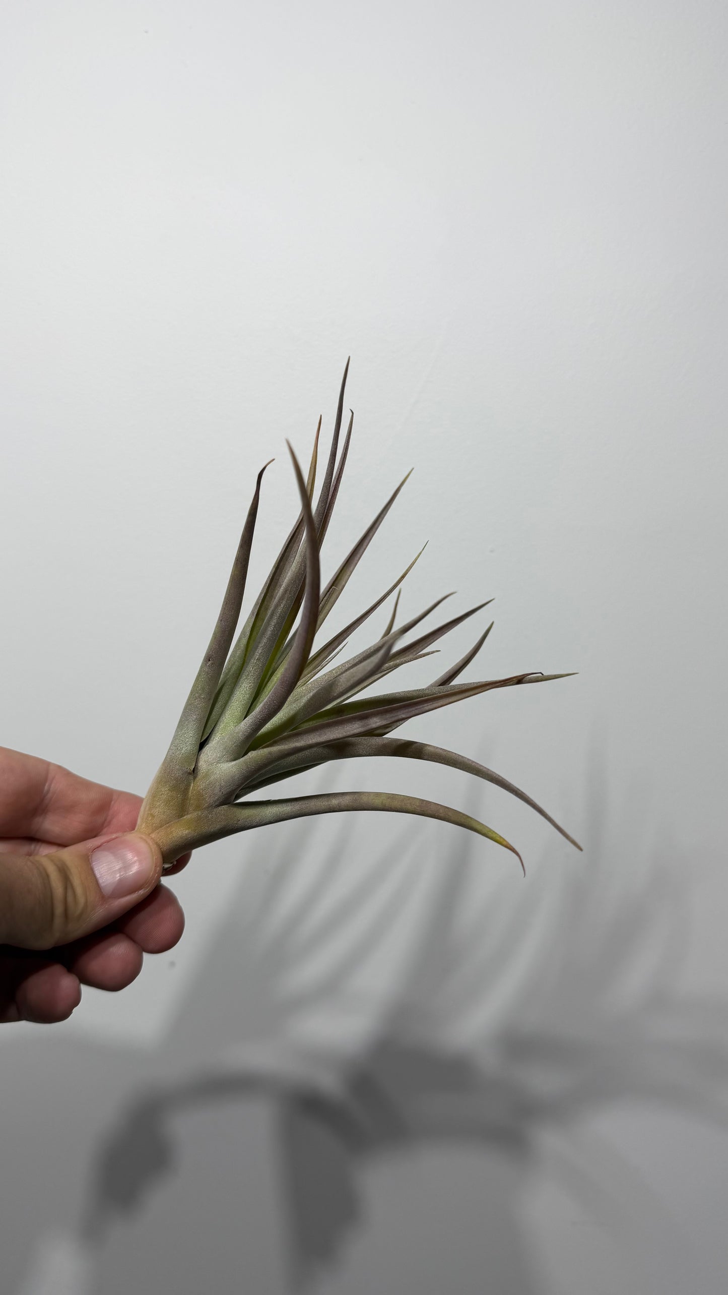 Tillandsia Air plant 2