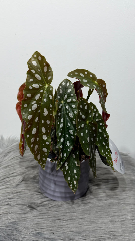 Begonia Maculata