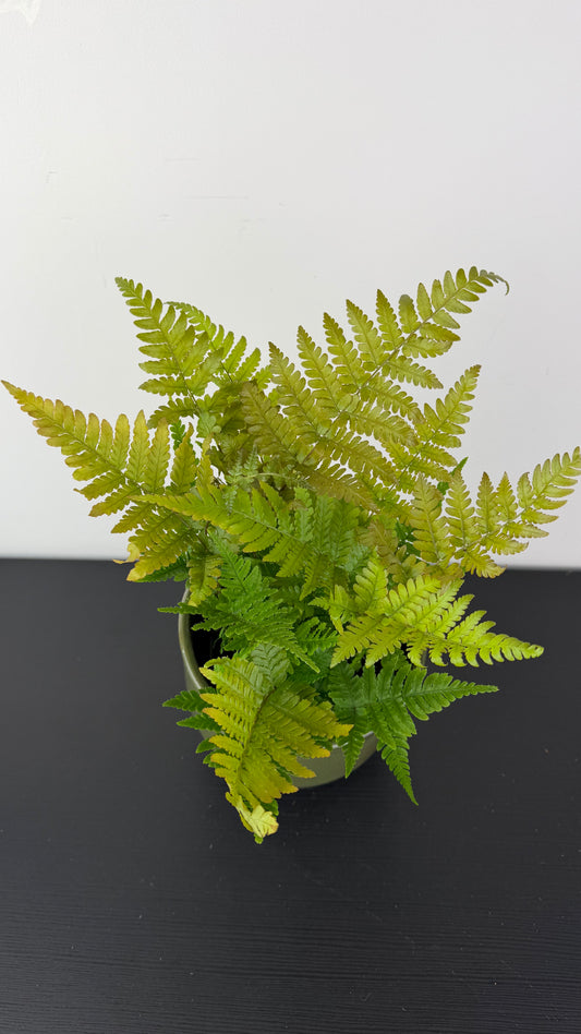 Fern 7