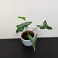 Alocasia Teletubbies