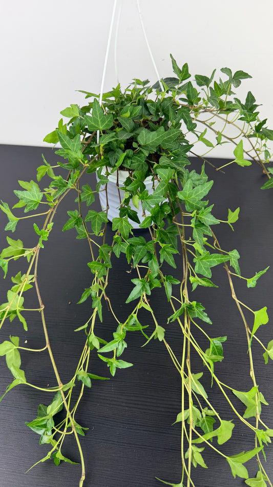 Ivy