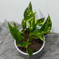 Epipremnum Hot Needle