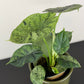 Alocasia Dragon Scale Mint
