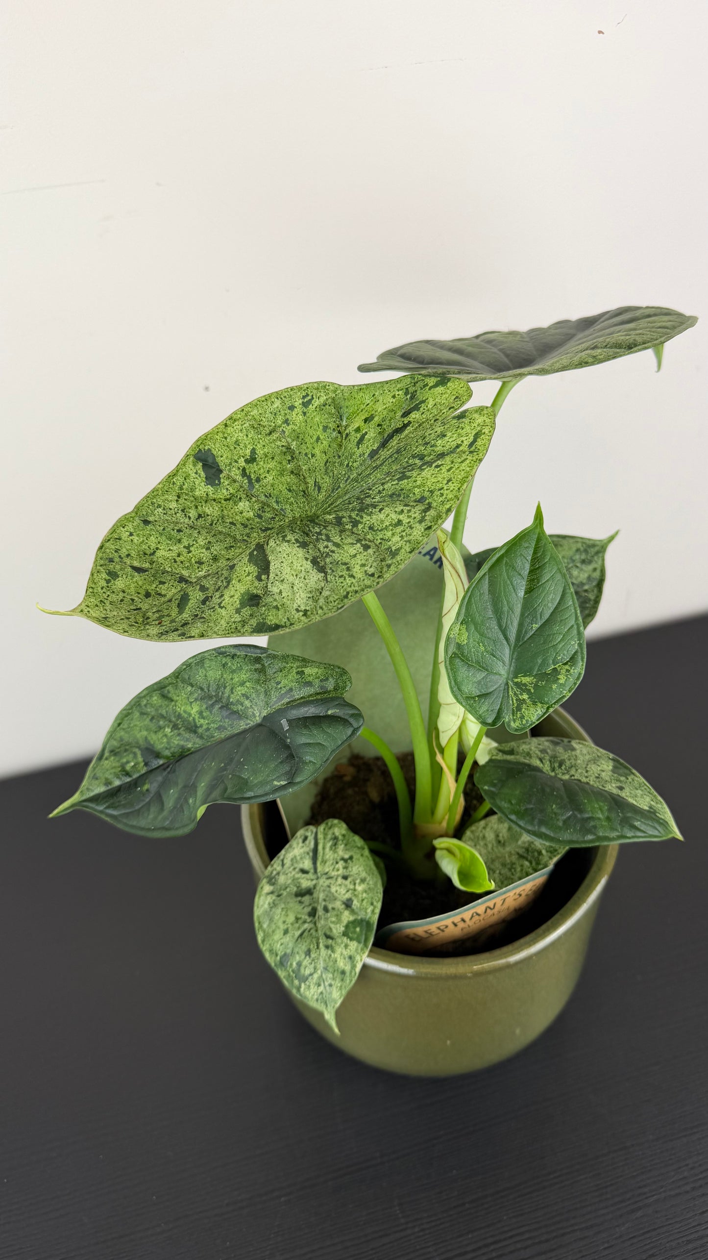 Alocasia Dragon Scale Mint