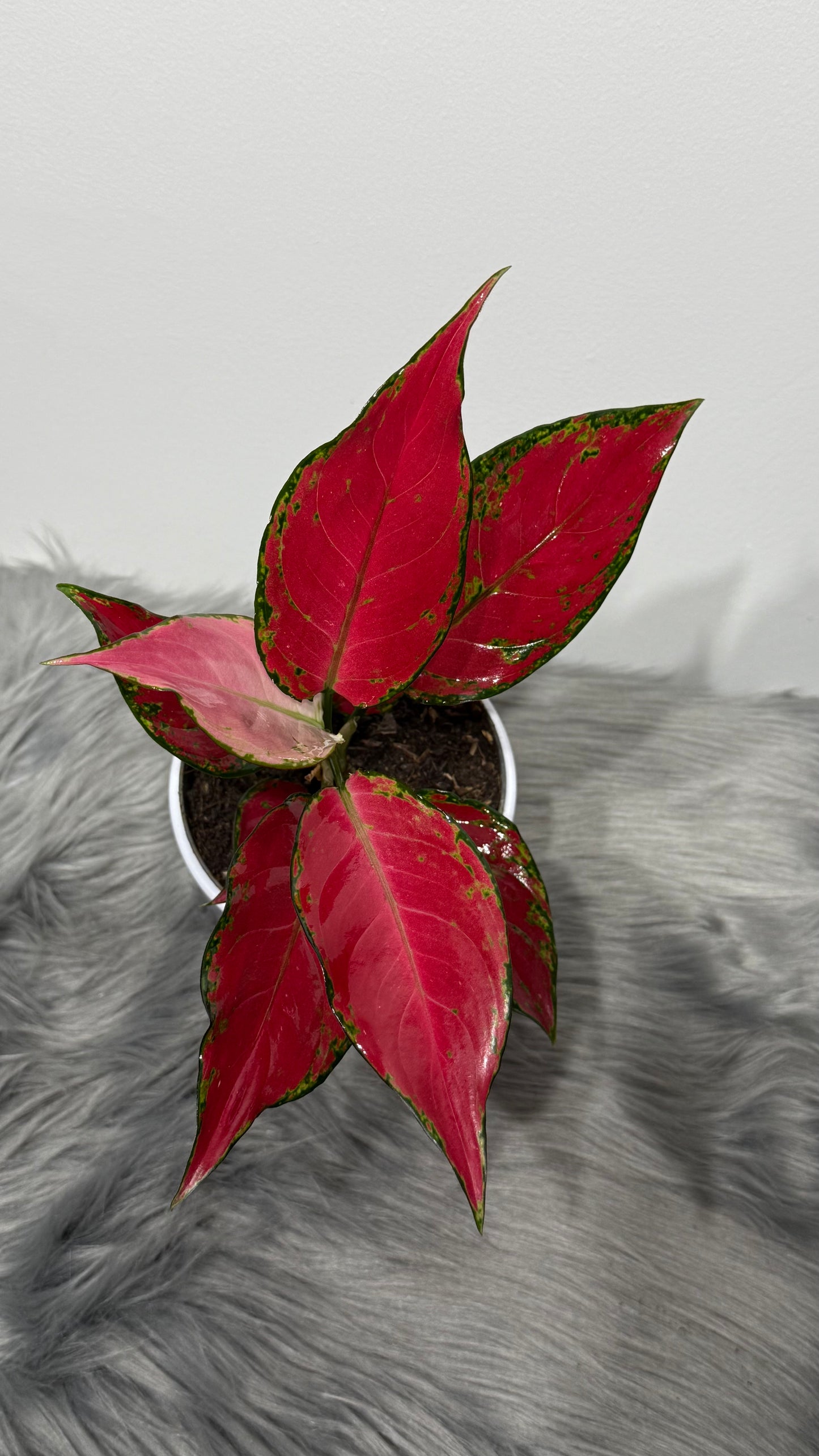 Aglaonema 11