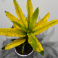 Codiaeum Sunny Star