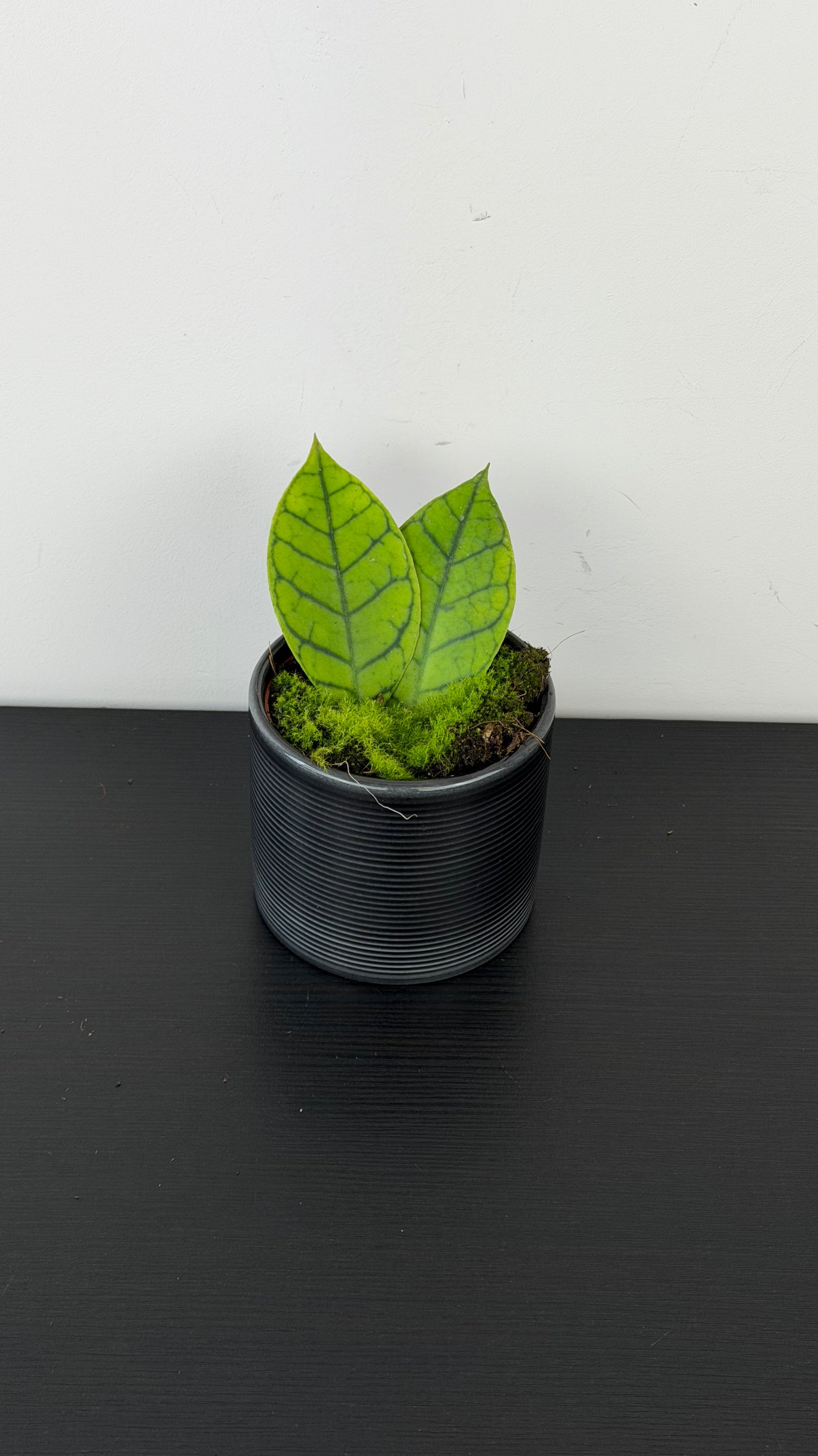 Hoya Callistophylla KAL 16