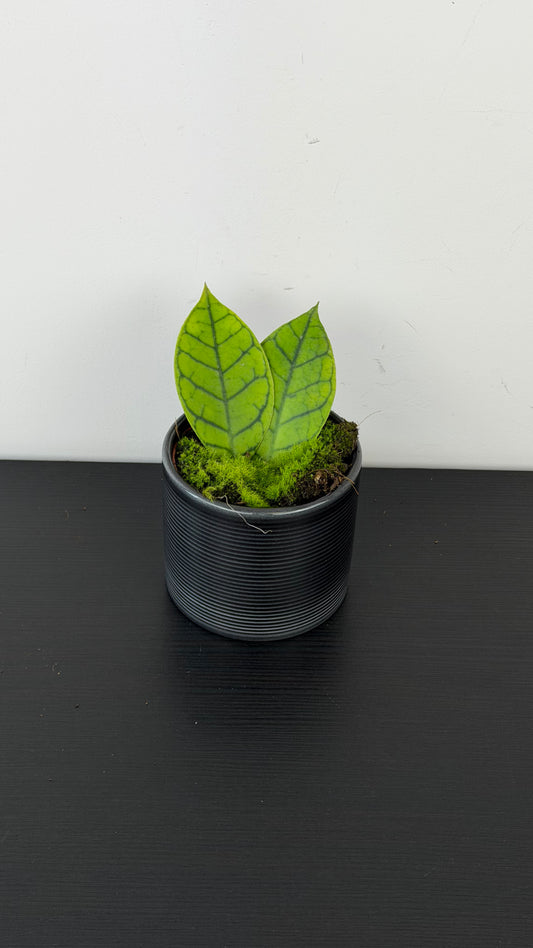 Hoya Callistophylla KAL 16