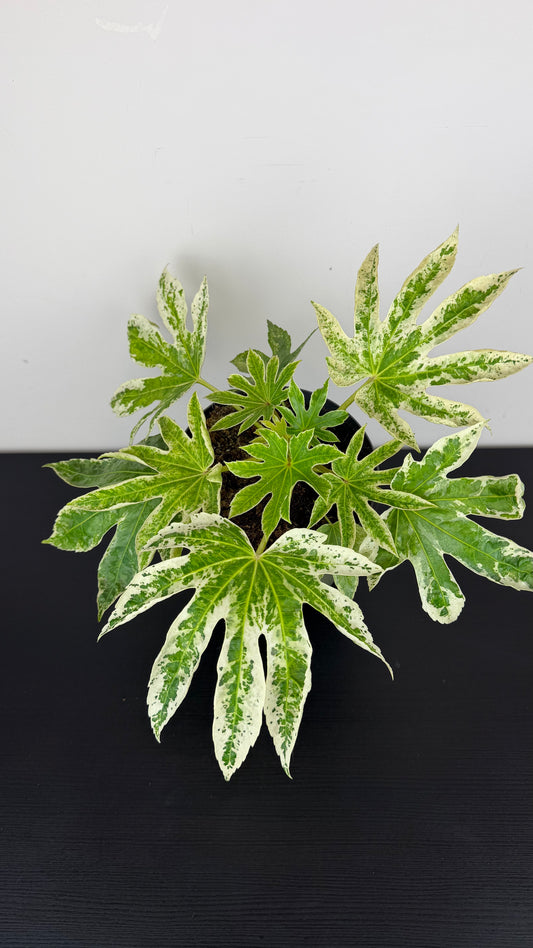 Aralia Variegata