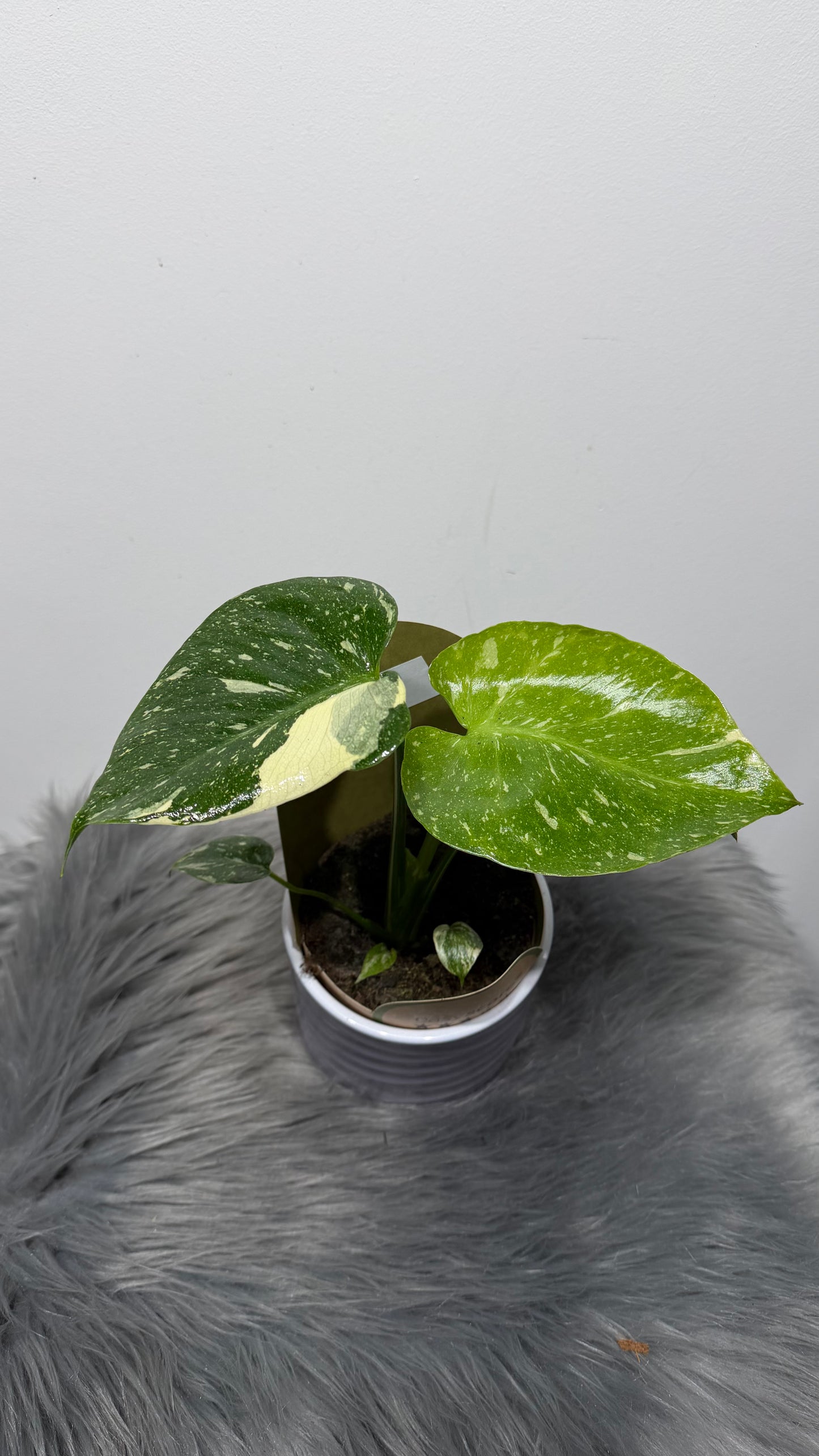 Monstera Thai Constellation