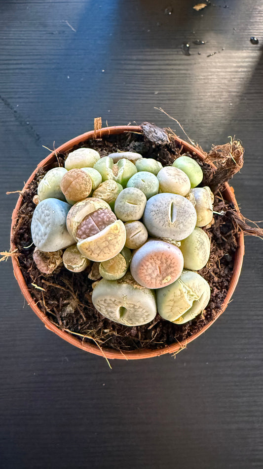 Lithops 11