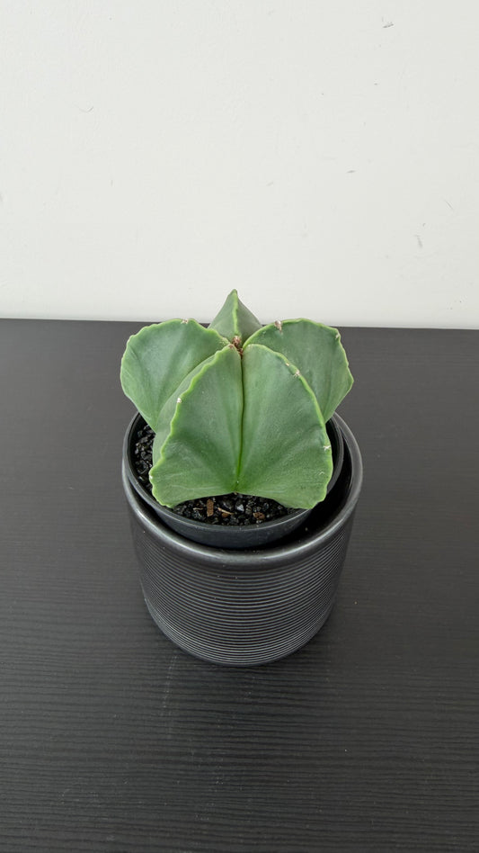 Astrophytum Myriostigma