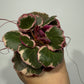 Saxifraga Tricolor